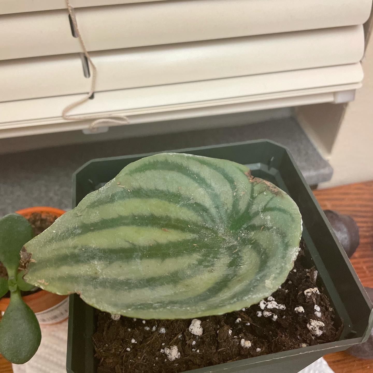 Watermelon Peperomia plant photo by @kturpin23 named Lebron on Greg, the plant care app.