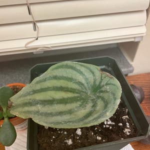 Watermelon Peperomia plant photo by Kturpin23 named Lebron on Greg, the plant care app.