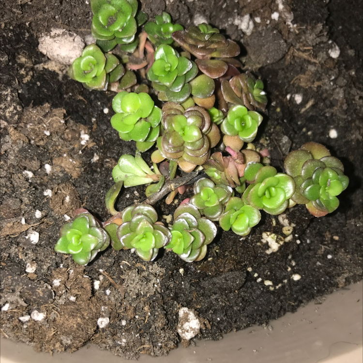Two-Row Stonecrop plant photo by @greengracie16 named Harper on Greg, the plant care app.