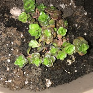 Two-Row Stonecrop plant photo by Greengracie16 named Harper on Greg, the plant care app.