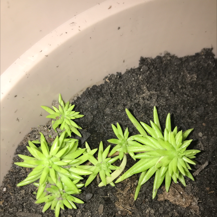 Jenny's Stonecrop plant photo by @greengracie16 named Xena on Greg, the plant care app.