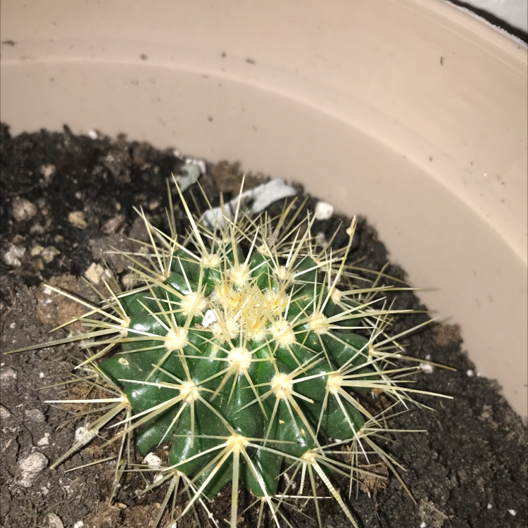 Golden Barrel Cactus plant photo by @greengracie16 named Delilah on Greg, the plant care app.