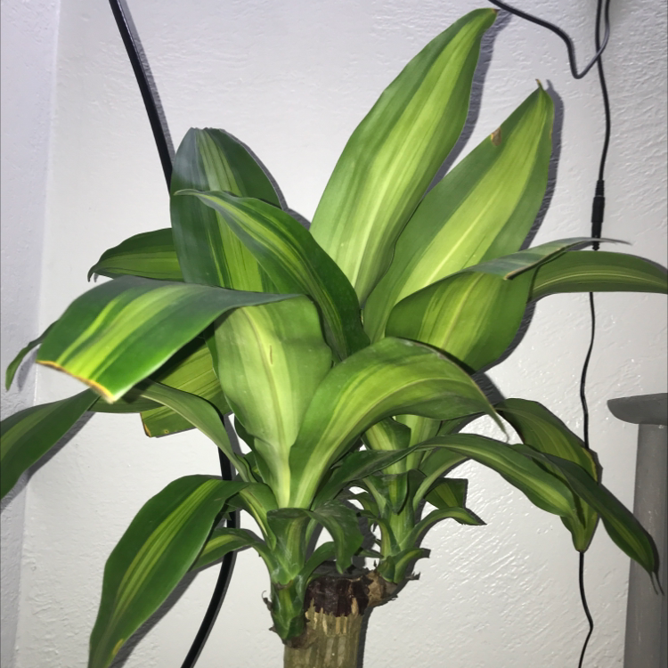 Dracaena Massangeana plant photo by @greengracie16 named Harry on Greg, the plant care app.