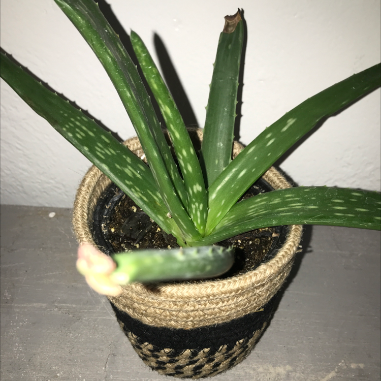 Aloe vera plant photo by @greengracie16 named Terra on Greg, the plant care app.