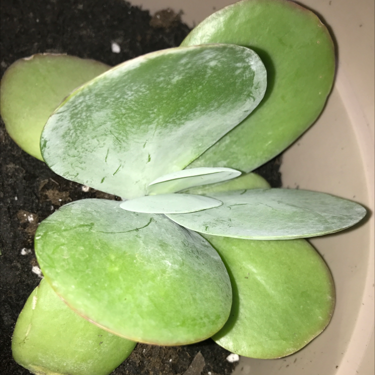 Paddle Plant plant photo by @greengracie16 named Sir Plancelot on Greg, the plant care app.