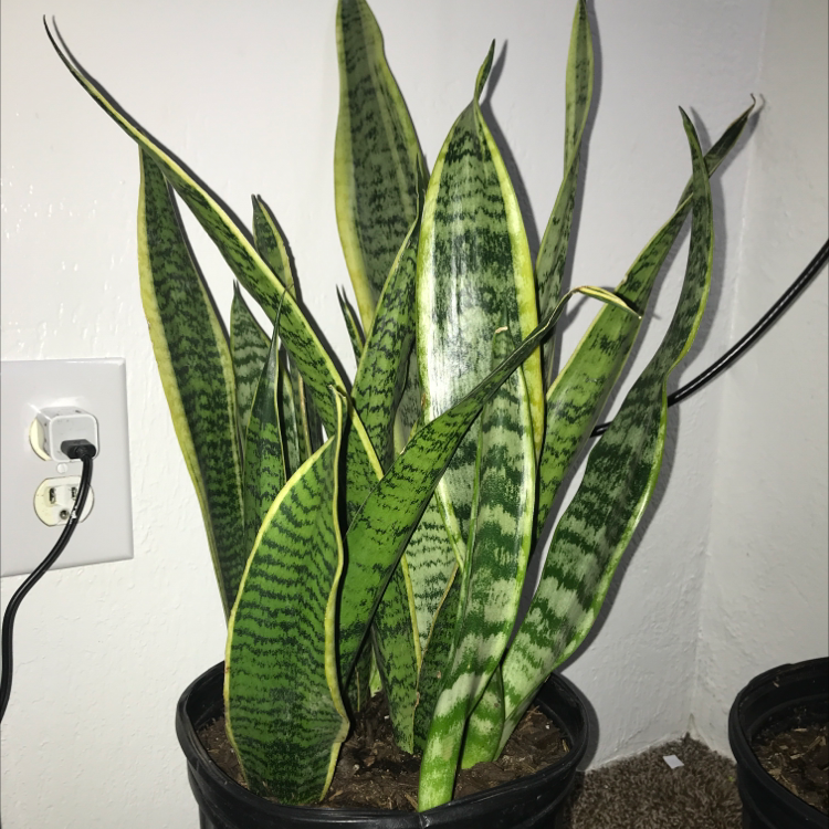 Snake Plant plant photo by @greengracie16 named Coco on Greg, the plant care app.