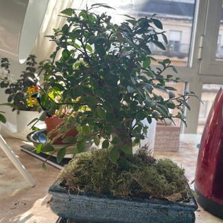 Chinese Elm plant in Somewhere on Earth