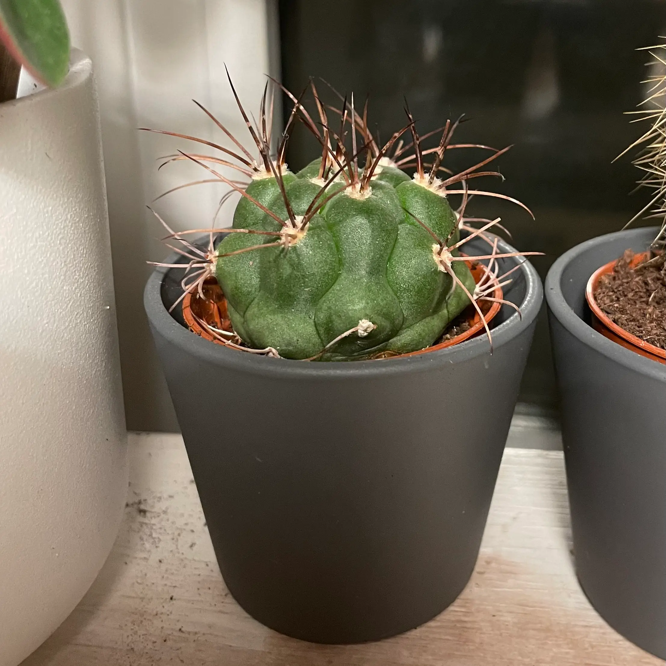 Photo of the plant species Rose Plaid Cactus by @Moosplants named Bowser Jr. on Greg, the plant care app