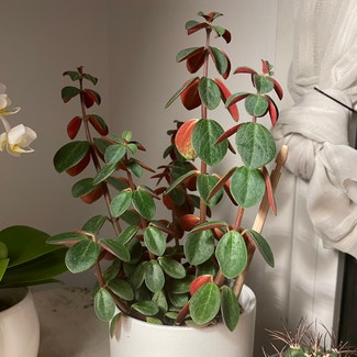 Peperomia Red Log plant in Somewhere on Earth