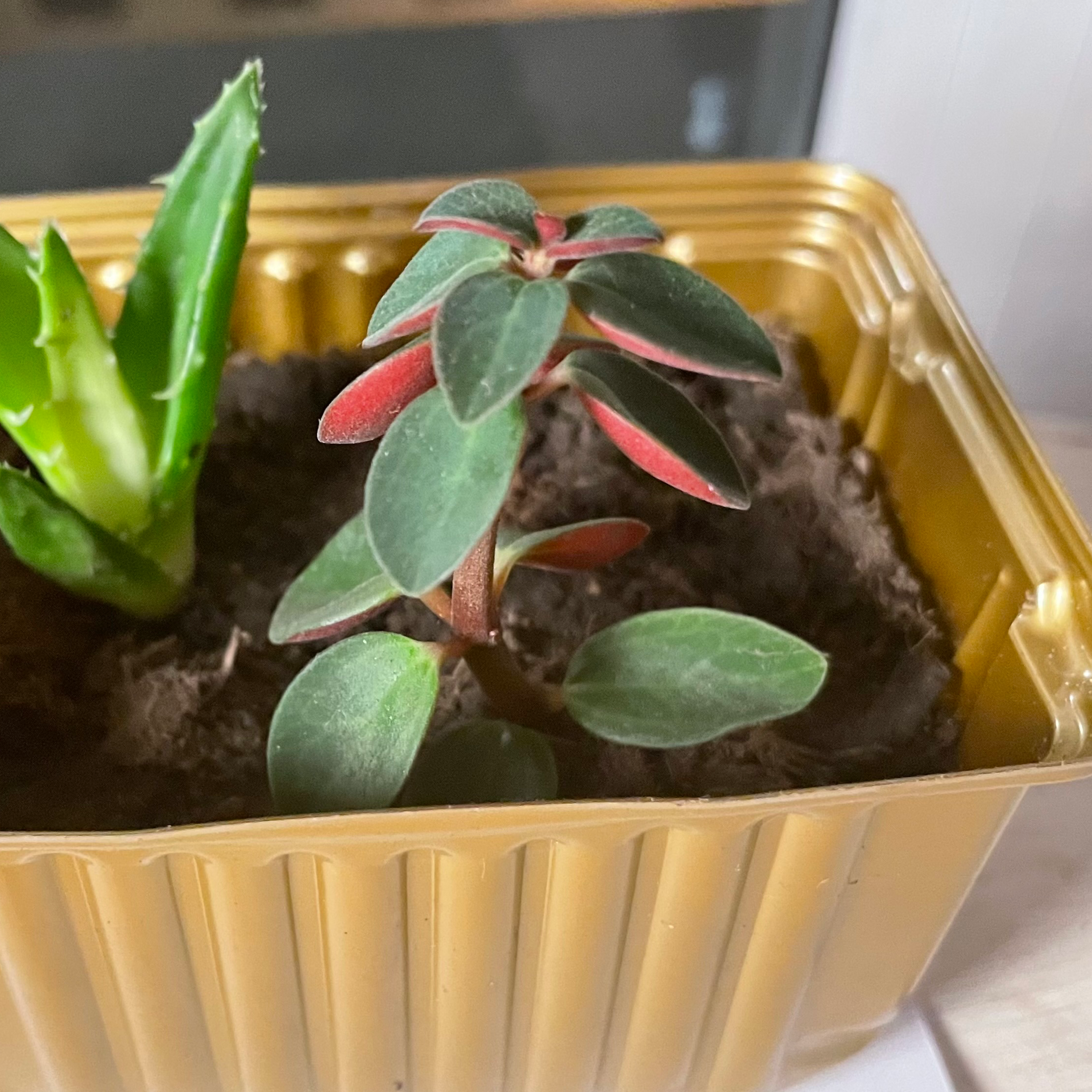 Peperomia Red Log plant in a golden pot with another plant visible.