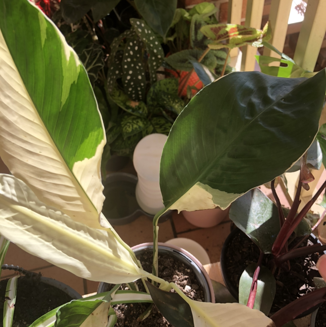 Variegated Peace Lily with distinct variegated leaves in a pot with visible soil.