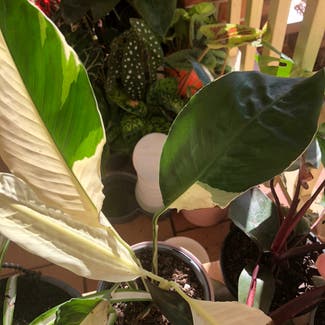 Variegated Peace Lily plant in Somewhere on Earth