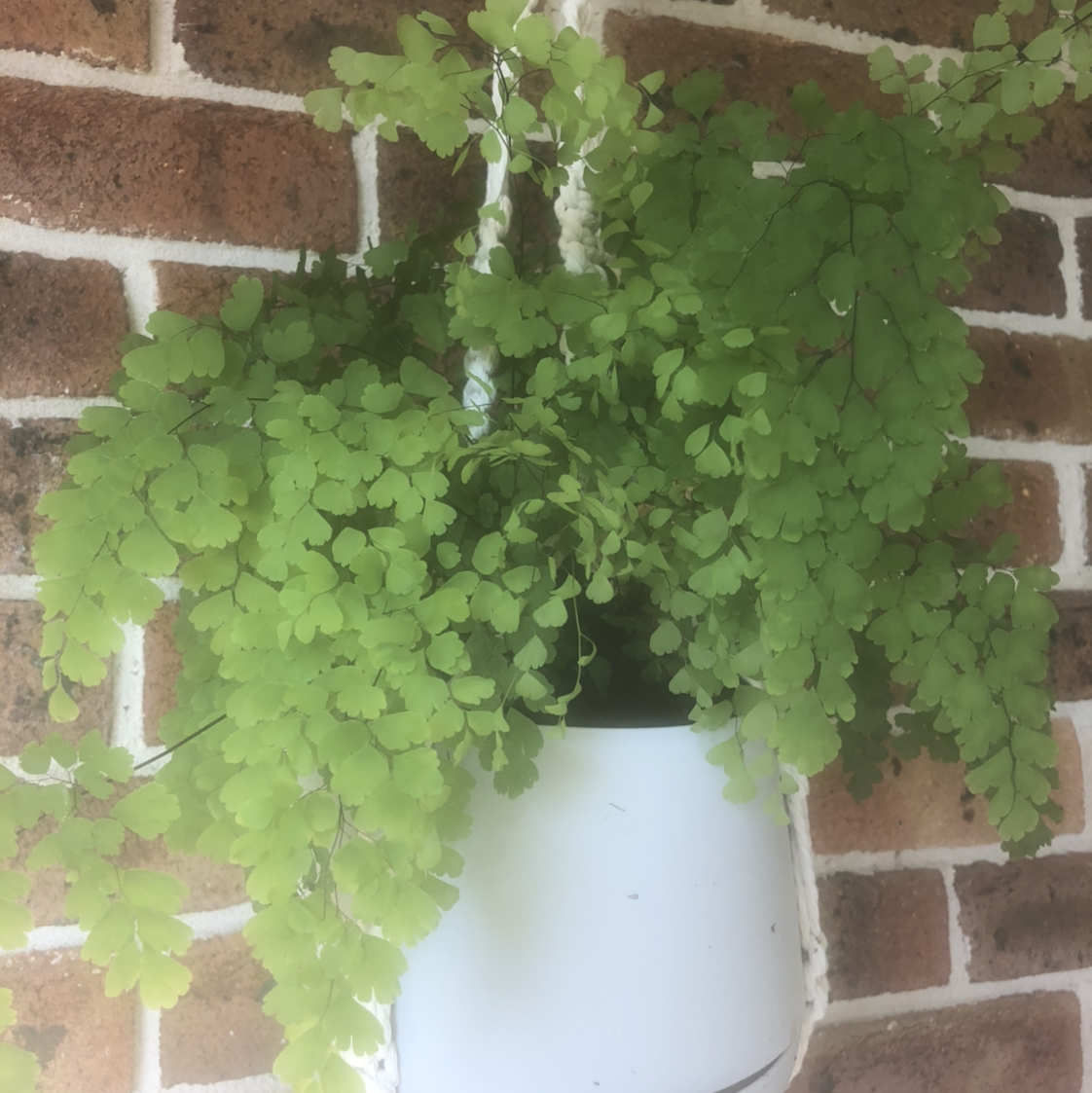 Maidenhair Fern in a white hanging pot against a brick wall.