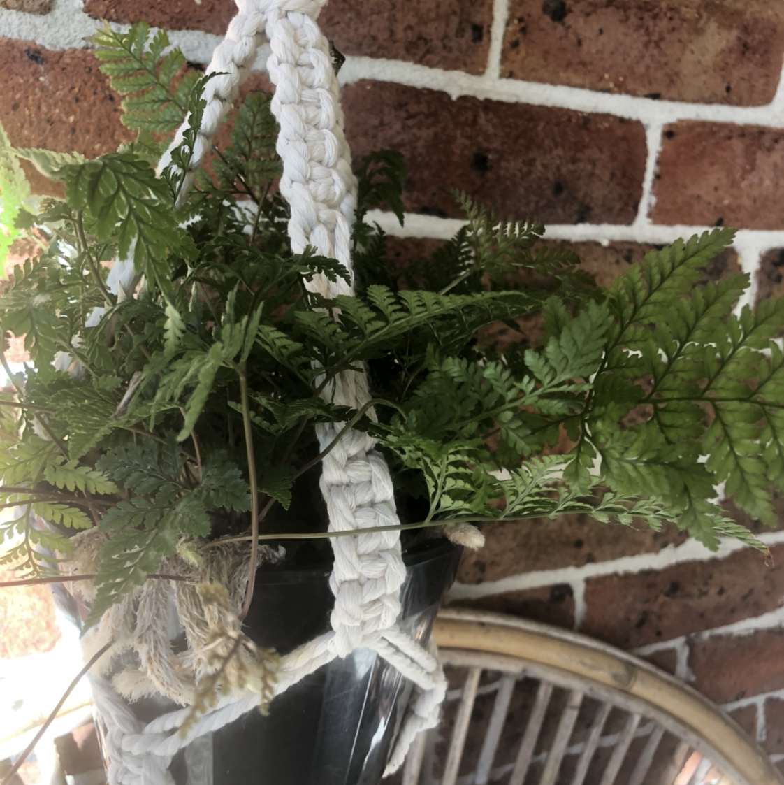 Leatherleaf Fern in a hanging pot against a brick wall.