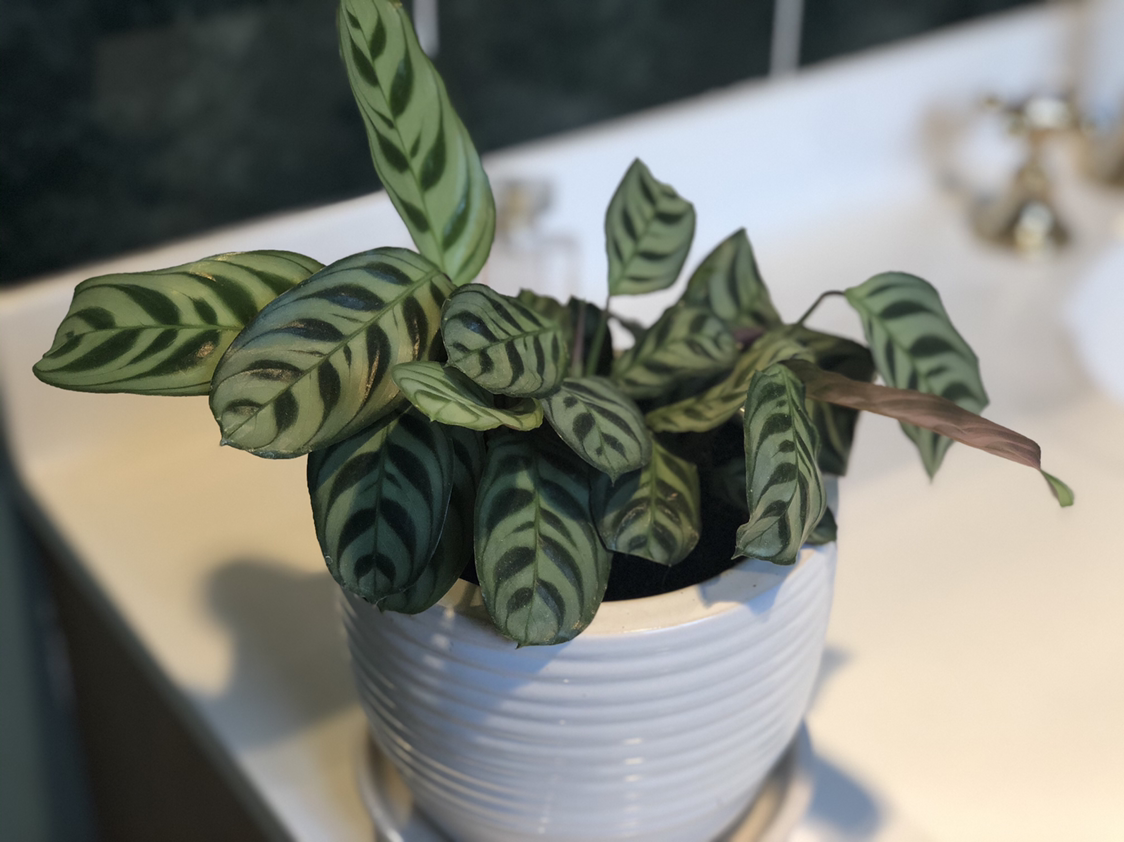 Healthy Fishbone Prayer Plant with vibrant green herringbone patterned leaves in a white ceramic pot.