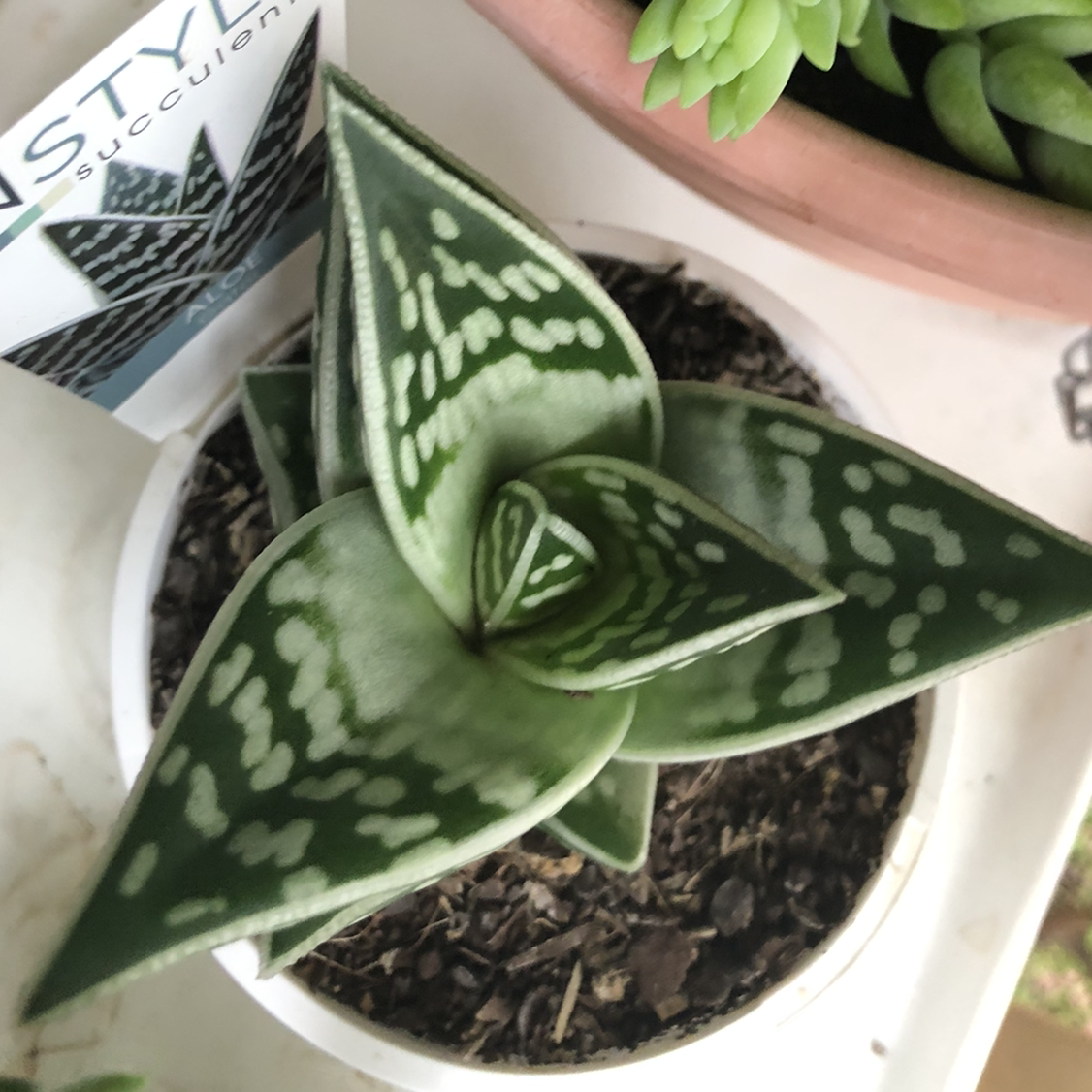 Photo of the plant species Tiger Aloe by @Pinniqueen named Gator on Greg, the plant care app
