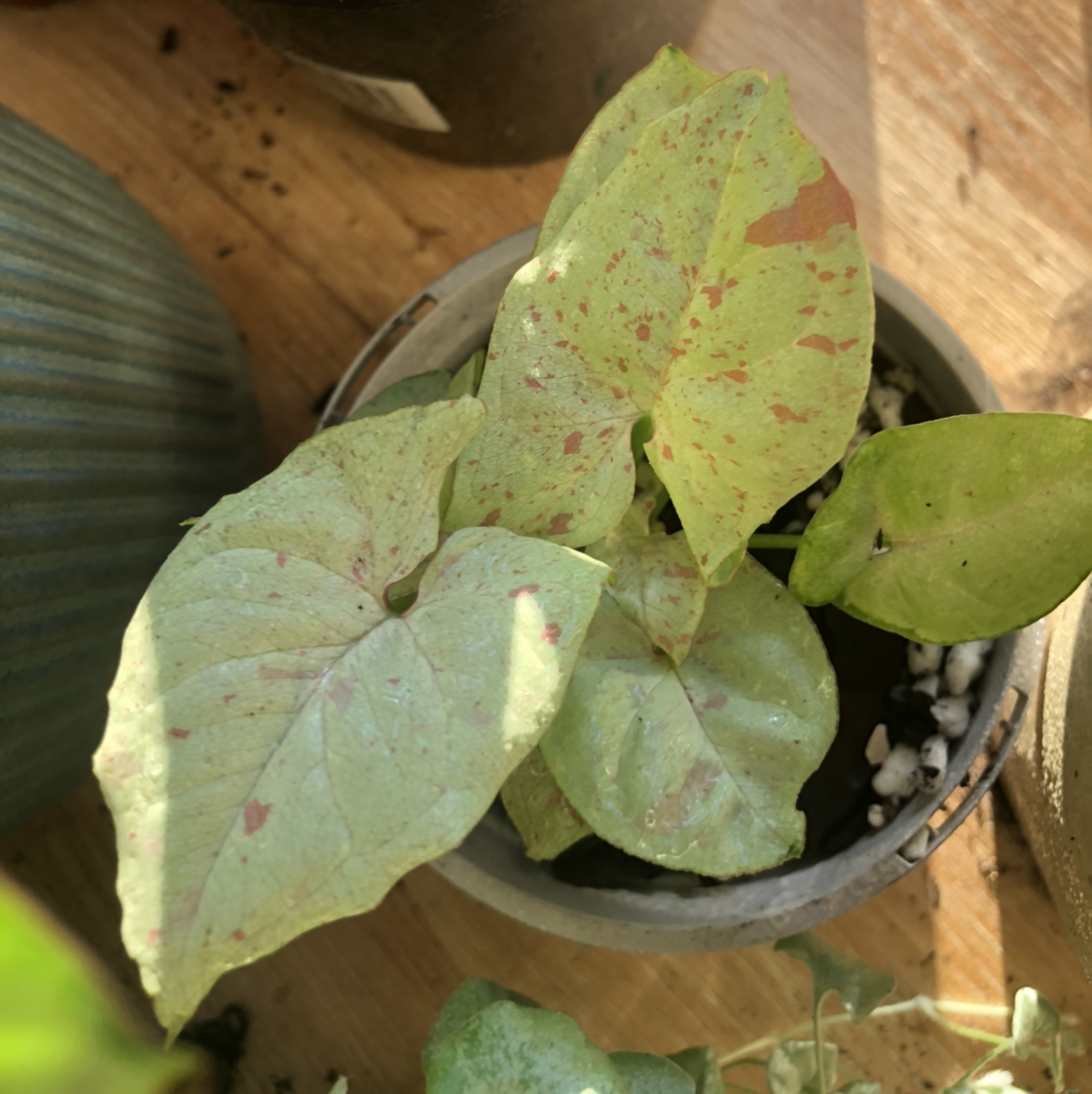 Confetti Syngonium plant in a pot with variegated leaves.