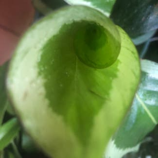 Calathea bicajoux plant in Somewhere on Earth
