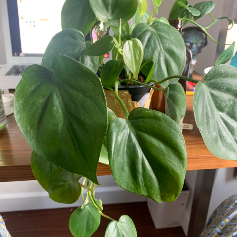 Philodendron Scandens plant photo by Alessandra named natasha romanoff on Greg, the plant care app.