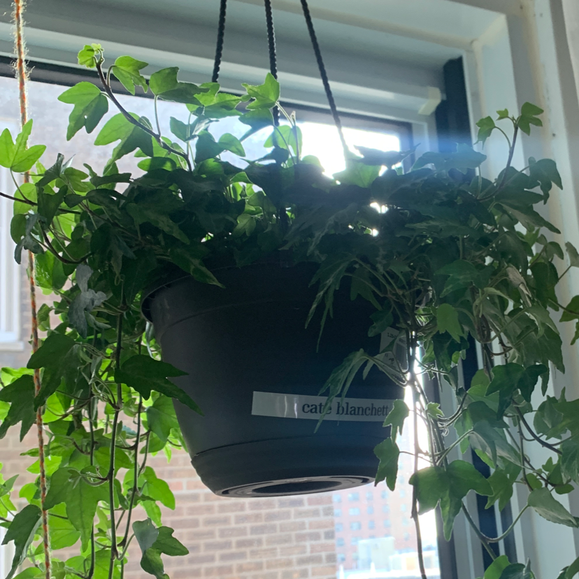 English Ivy plant photo by Alessandra named cate blanchett on Greg, the plant care app.