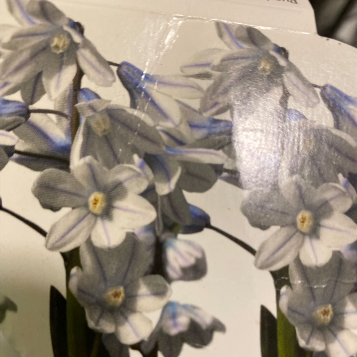 Photo of the plant species Striped Squill by @ali_pulit named Clooney on Greg, the plant care app