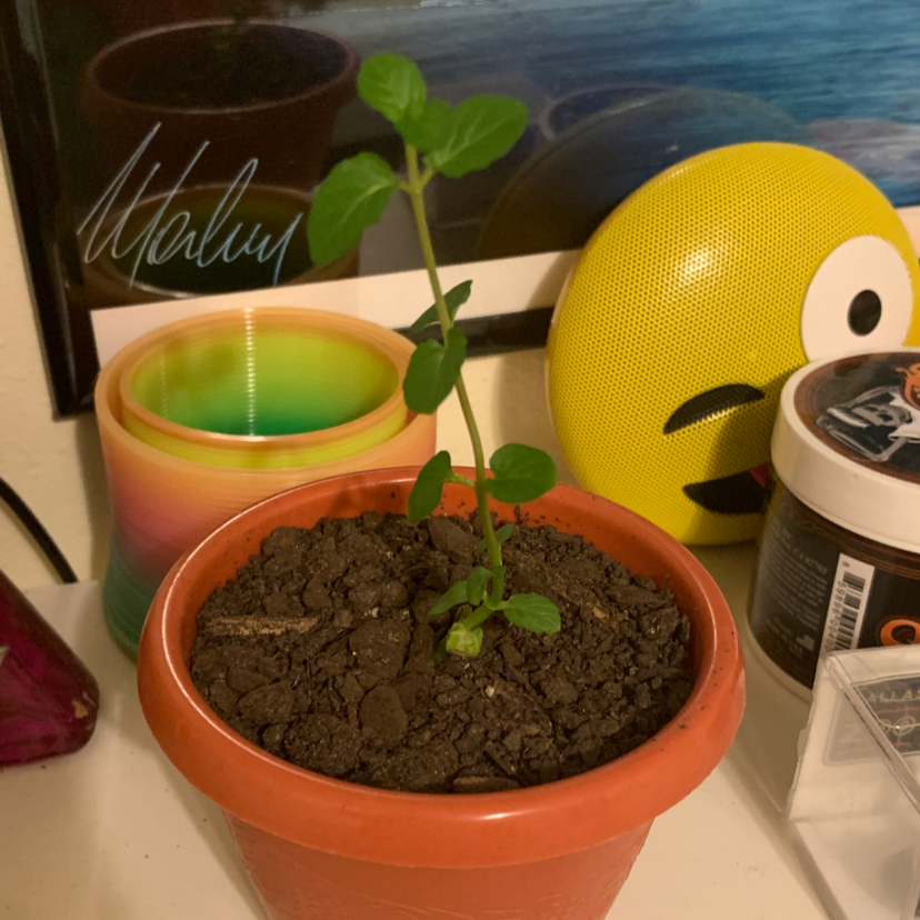 A young peppermint plant in a small pot with visible soil, surrounded by various objects.