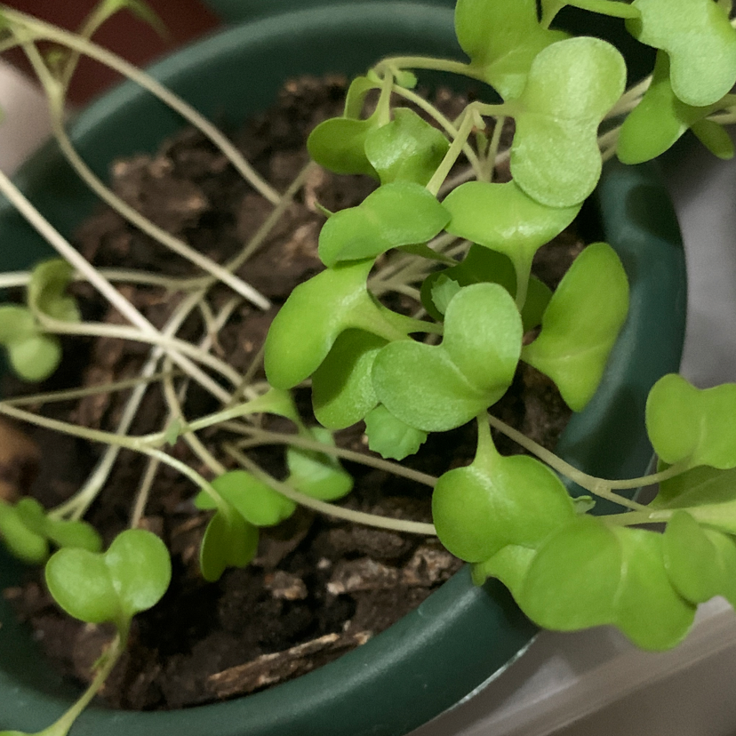 Healthy potted Peperomia rotundifolia plant with small round green leaves growing in dark soil, well-framed and in focus.