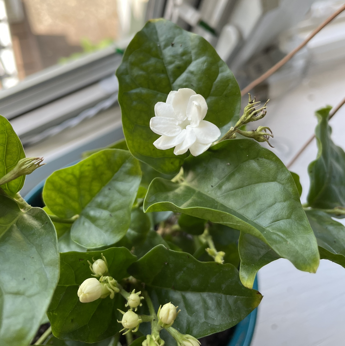 Healthy Arabian Jasmine plant with glossy green leaves and several white flowers blooming, growing in a blue ceramic pot.
