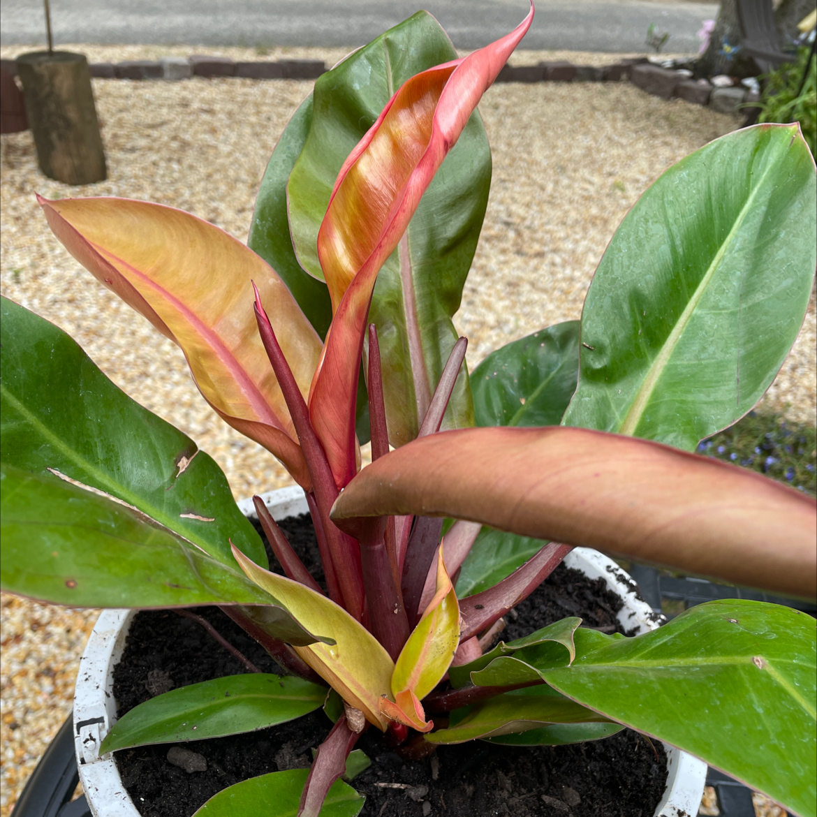 McColley's Finale plant with vibrant red and green leaves in a pot with visible soil.