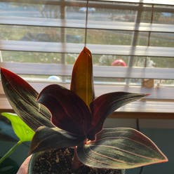 Jewel Orchid plant