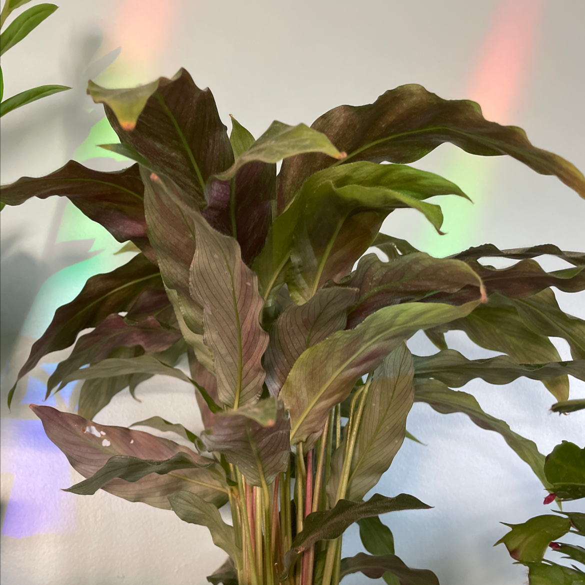 Furry Feather Calathea plant with green and purple leaves, well-framed and in focus.