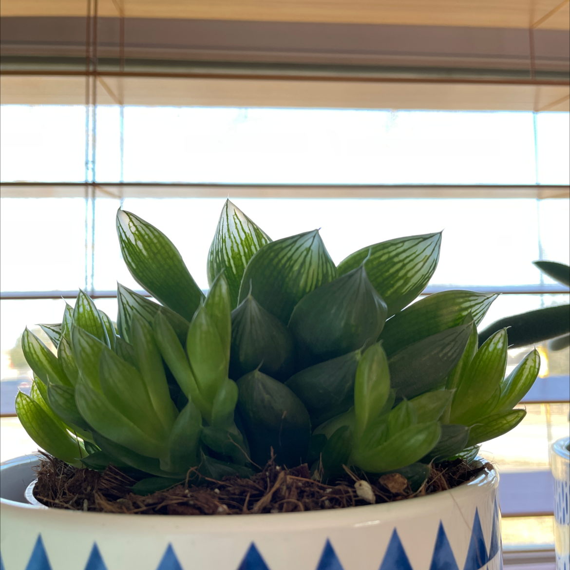 Healthy Cathedral Window Haworthia plant in a decorative pot with vibrant green leaves.