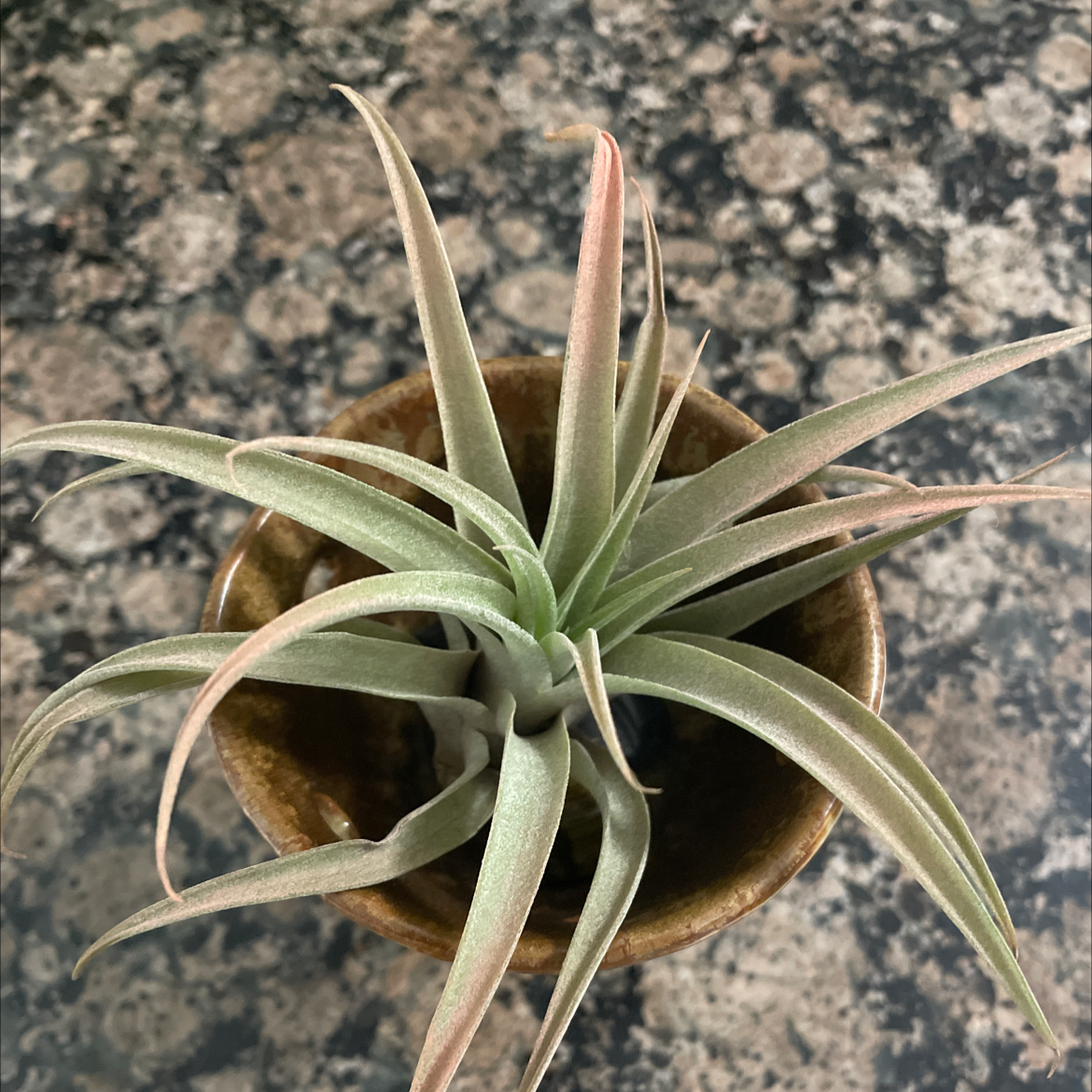 Tillandsia harrisii plant in a small pot with healthy green leaves and slight reddish tint.