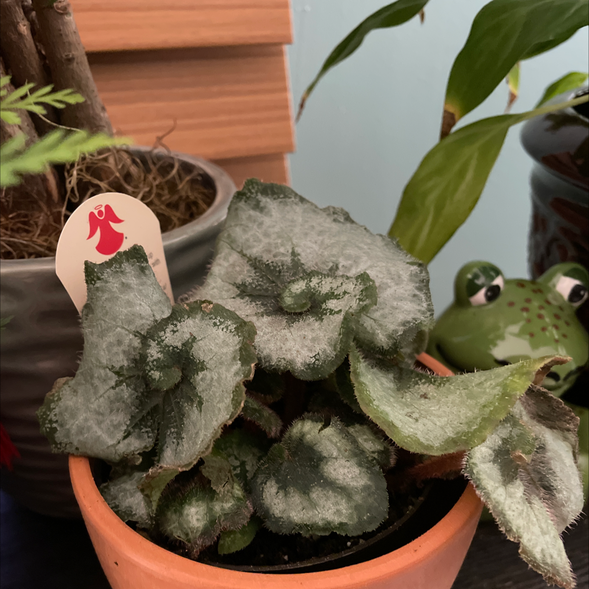 Rex Begonia 'Escargot' plant in a pot with healthy spiral-patterned leaves.