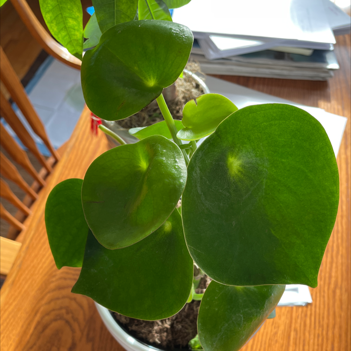 Raindrop Peperomia plant with healthy green leaves and slight yellowing at the center of one leaf.