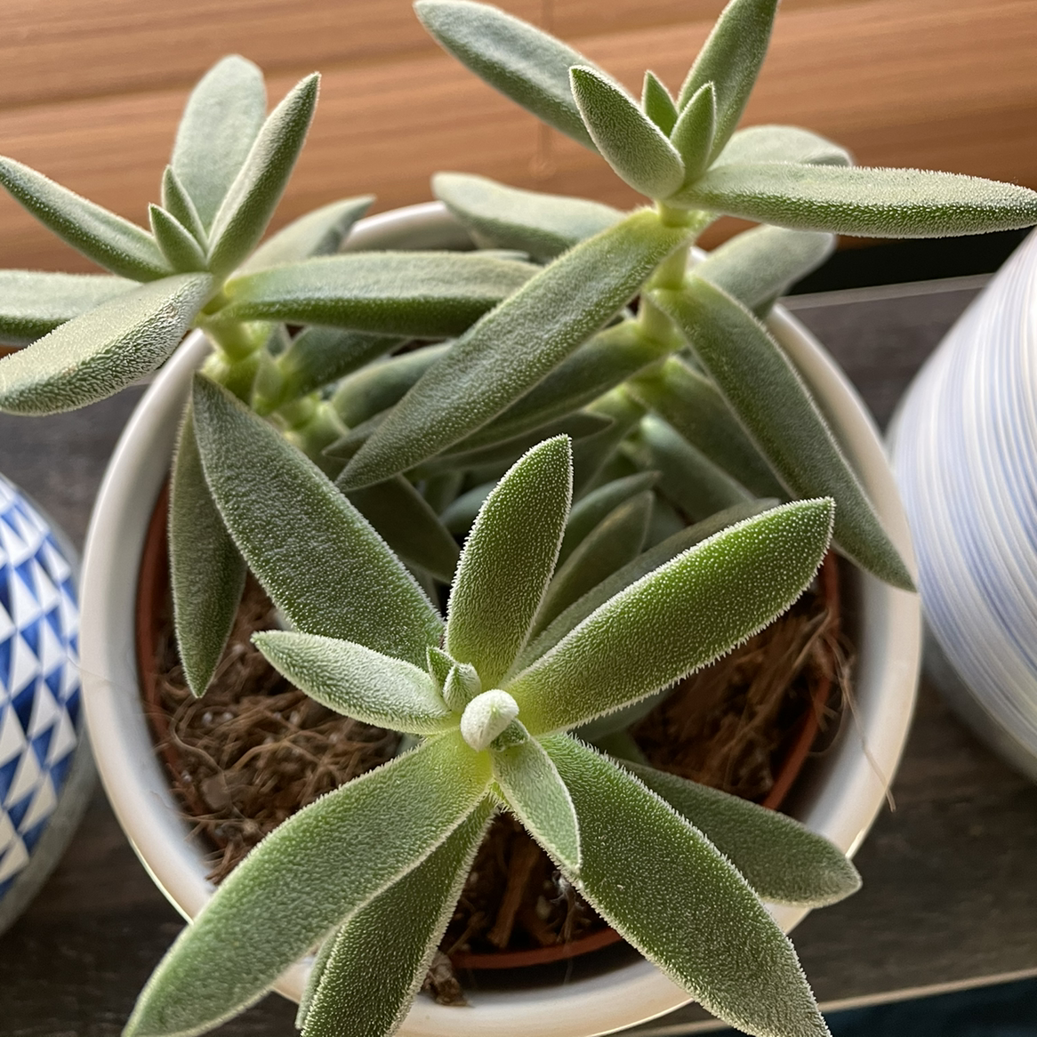 Photo of the plant species Crassula mesembryanthemoides by @court_stiehl named Dioscuri on Greg, the plant care app