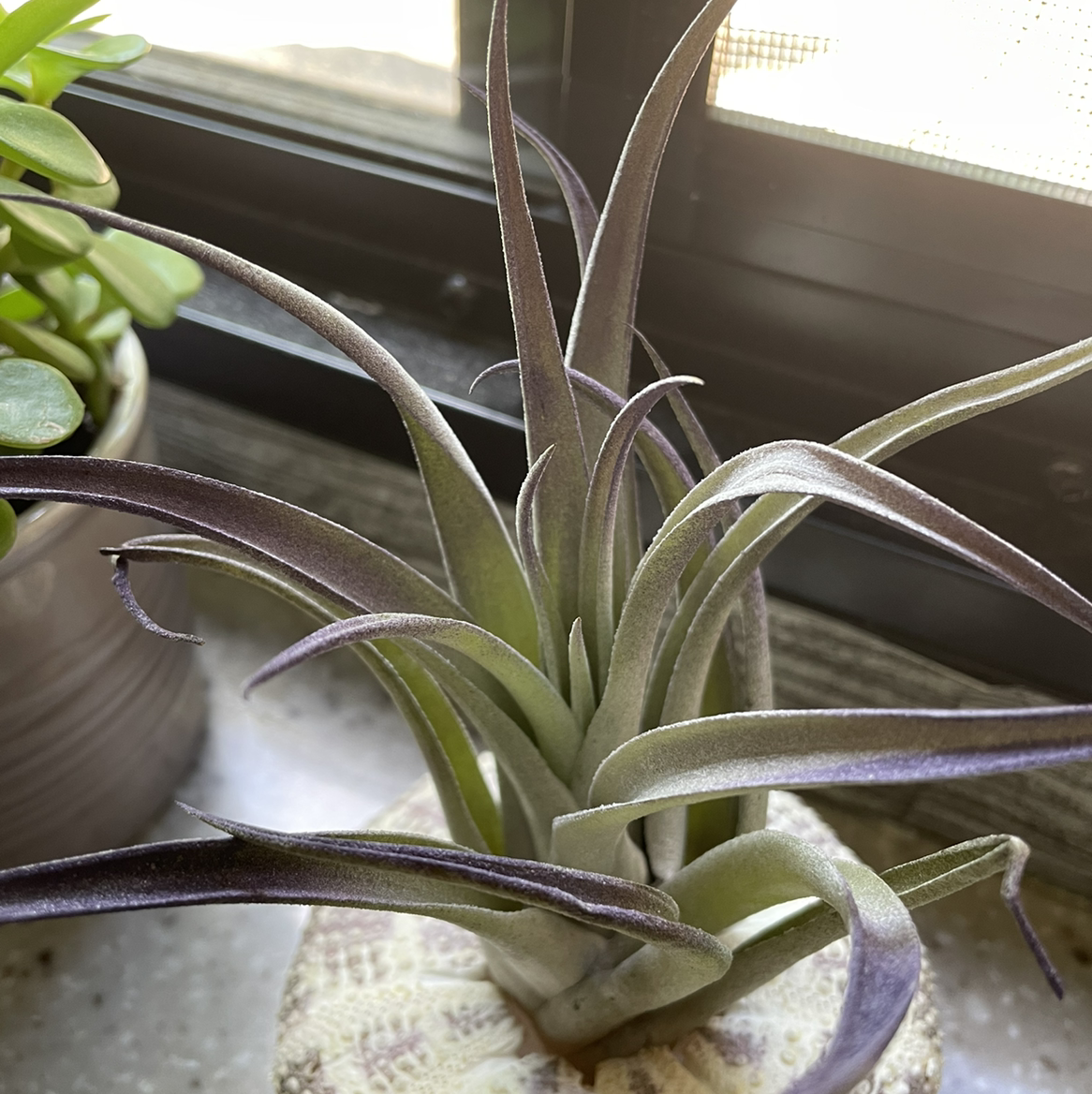 Tillandsia harrisii plant near a window, healthy with firm leaves.