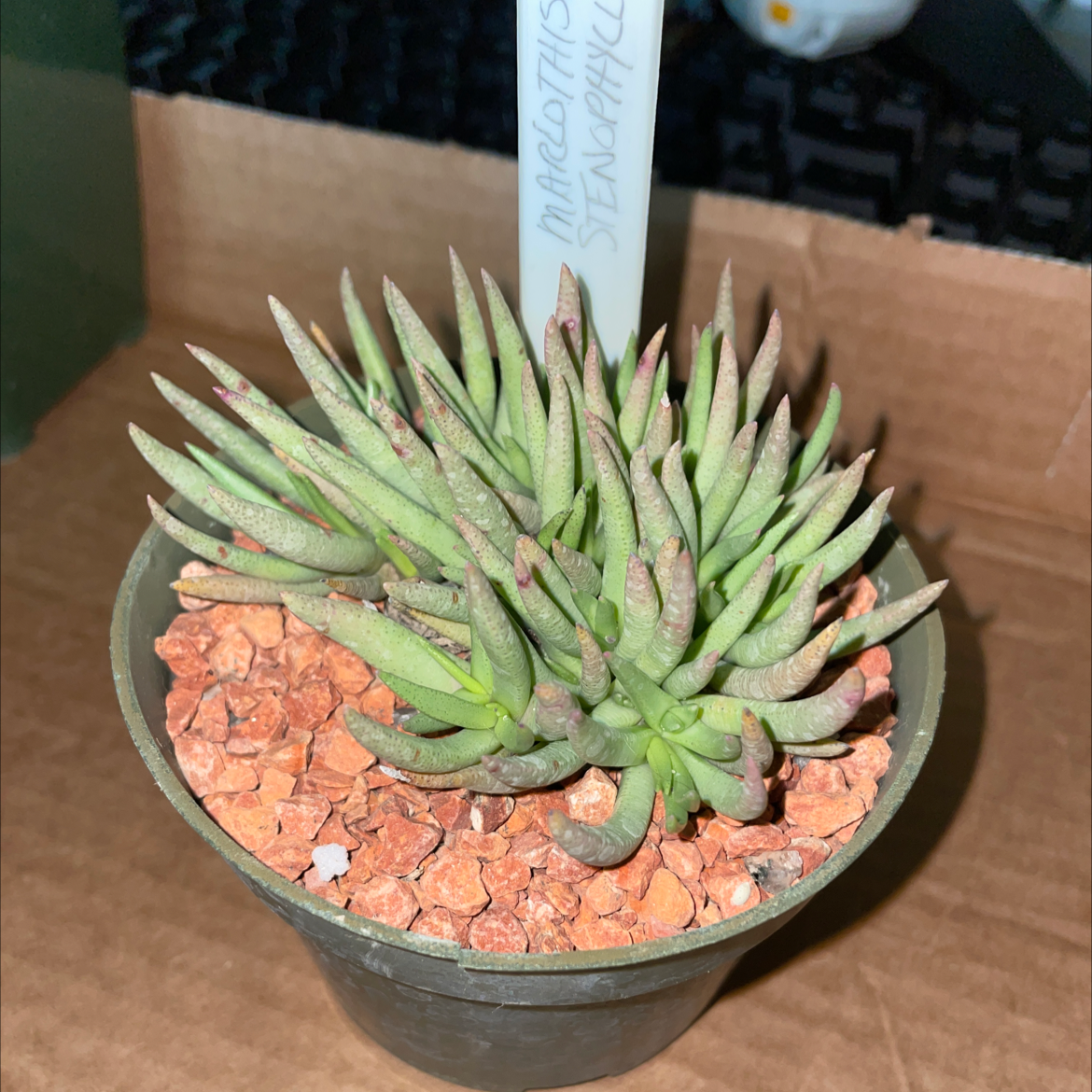 Photo of the plant species Marlothistella stenophylla by @SwellOkra named Your plant on Greg, the plant care app