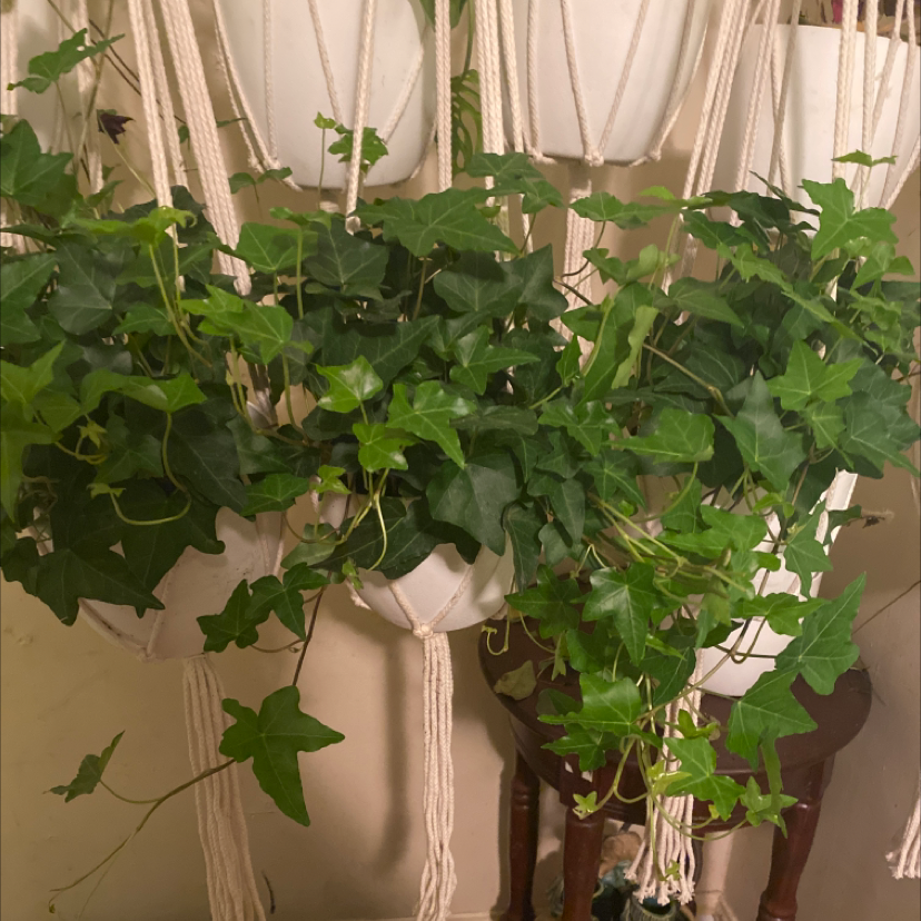 English Ivy plant photo by @cleve99 named That Look on Greg, the plant care app.