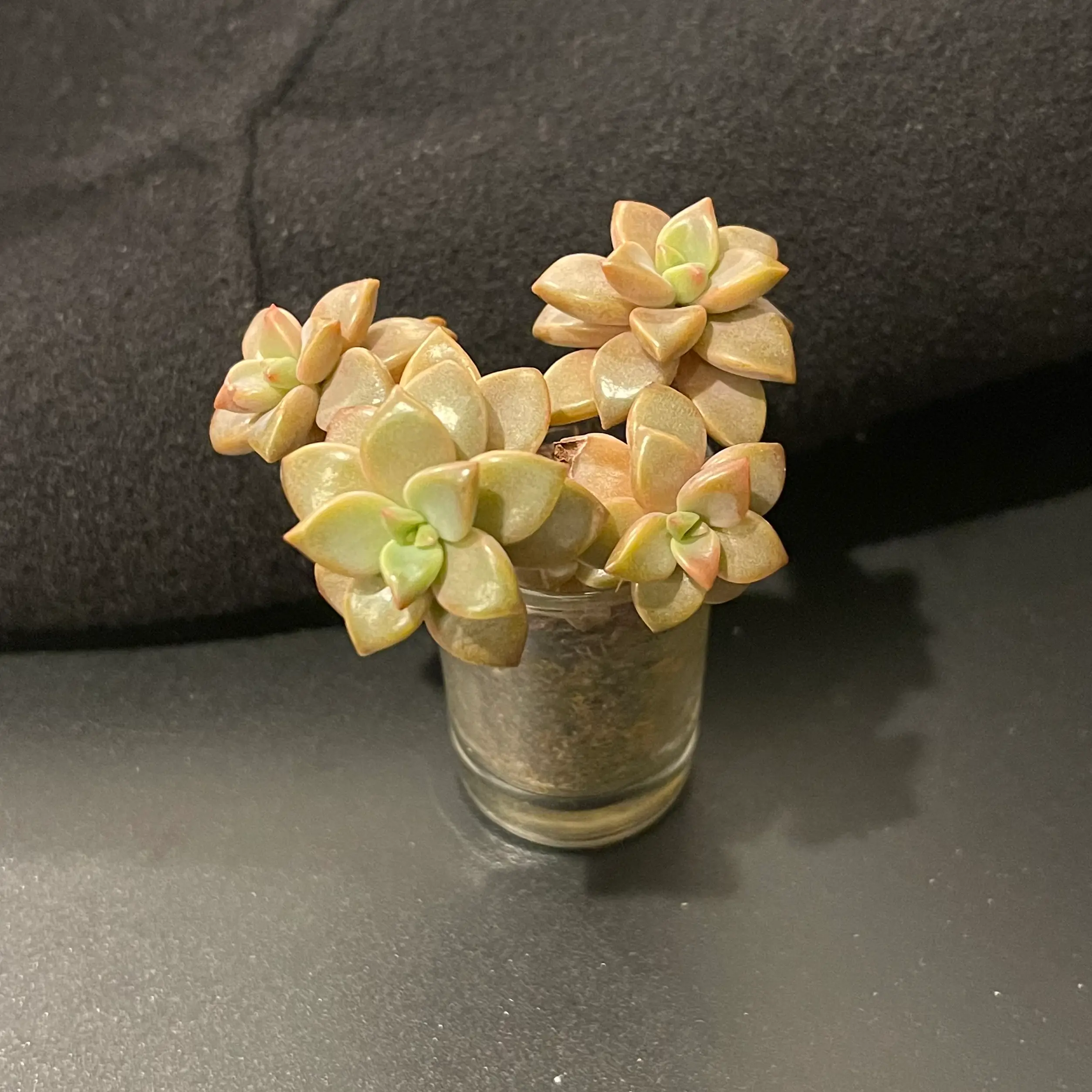 Graptosedum 'Bronze' succulent plant in a small container with visible soil.