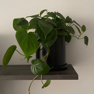 Heartleaf Philodendron plant in New York, New York