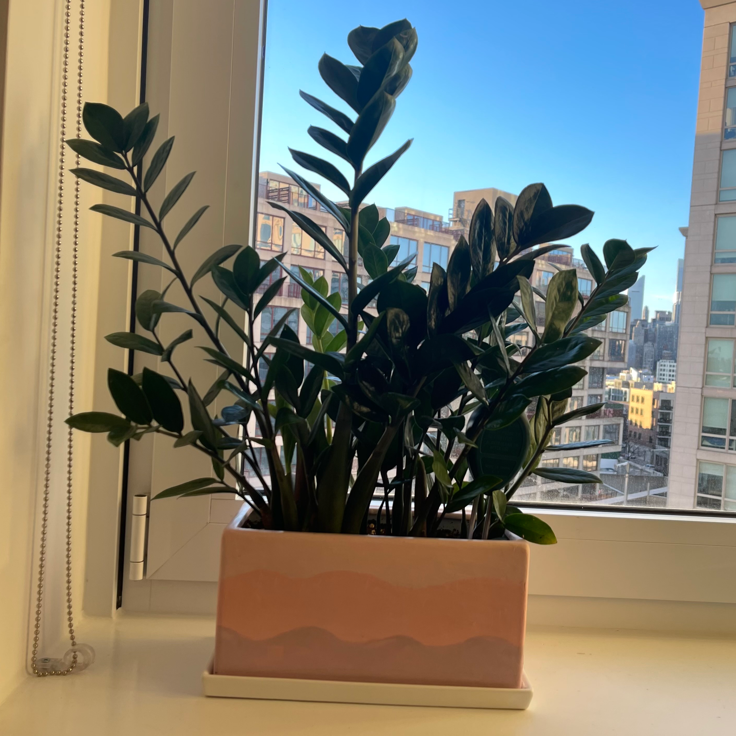 Zamioculcas Zamiifolia plant photo by @tiramisun named ZZ on Greg, the plant care app.