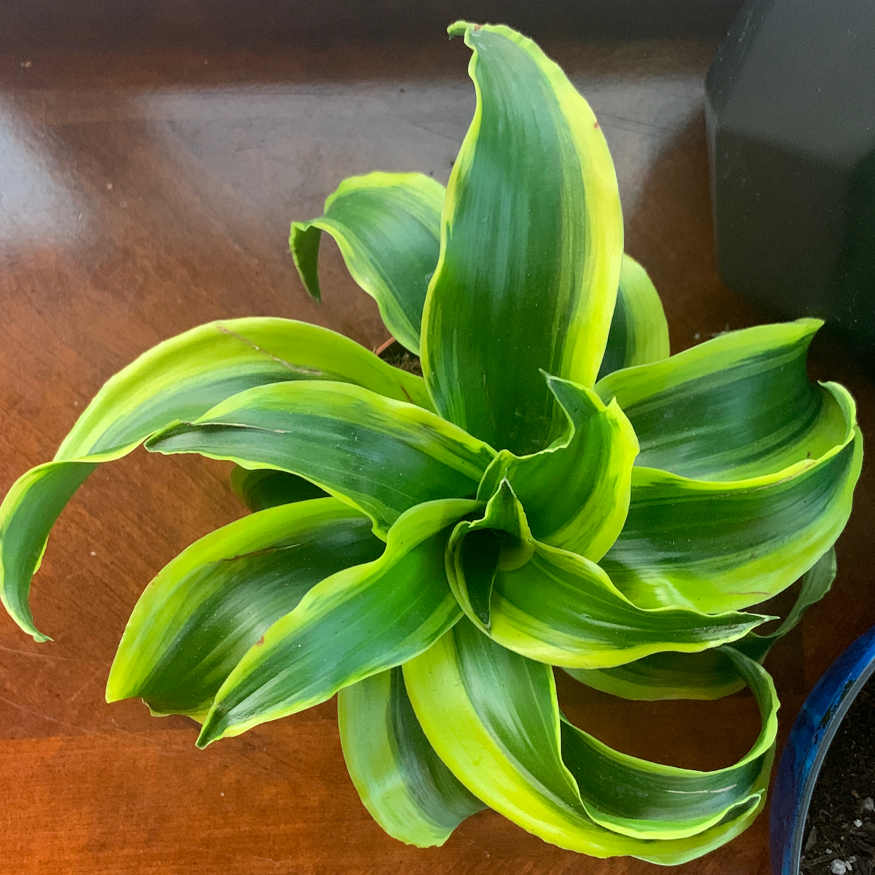 Dracaena 'Tornado' plant with vibrant green leaves and yellow edges.