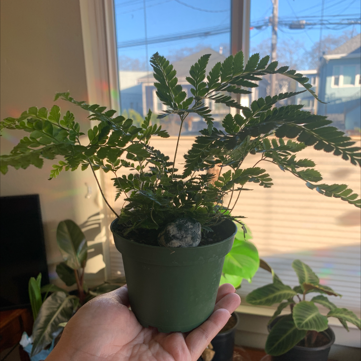 Autumn Fern in a small pot held by a hand, with other plants and a window in the background.
