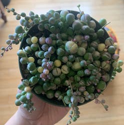 Variegated String of Pearls plant