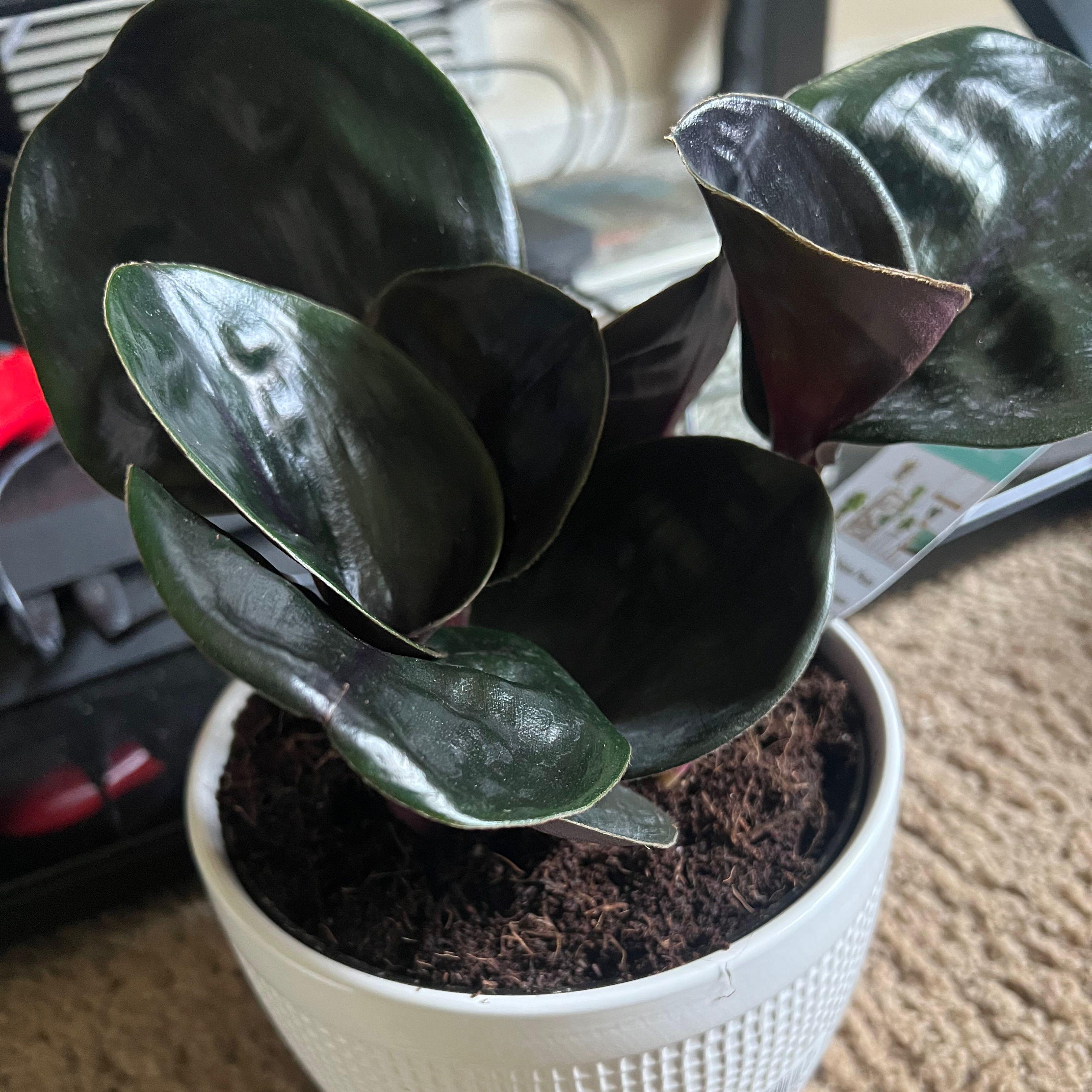 Potted Geogenanthus ciliatus plant with dark green, glossy leaves.