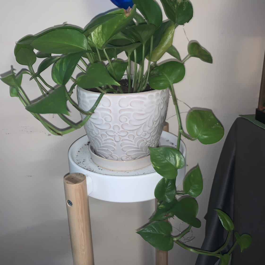 Taro Vine plant photo by @GrowwWoo named Paul on Greg, the plant care app.