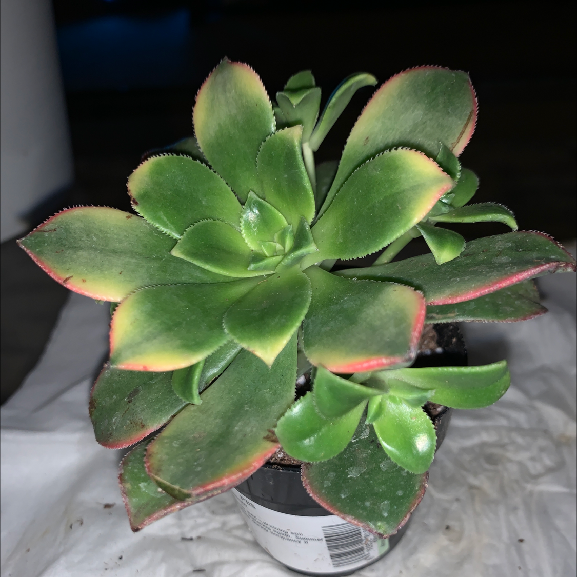 Haworth's Aeonium succulent with green leaves and red edges, showing some yellowing and browning.