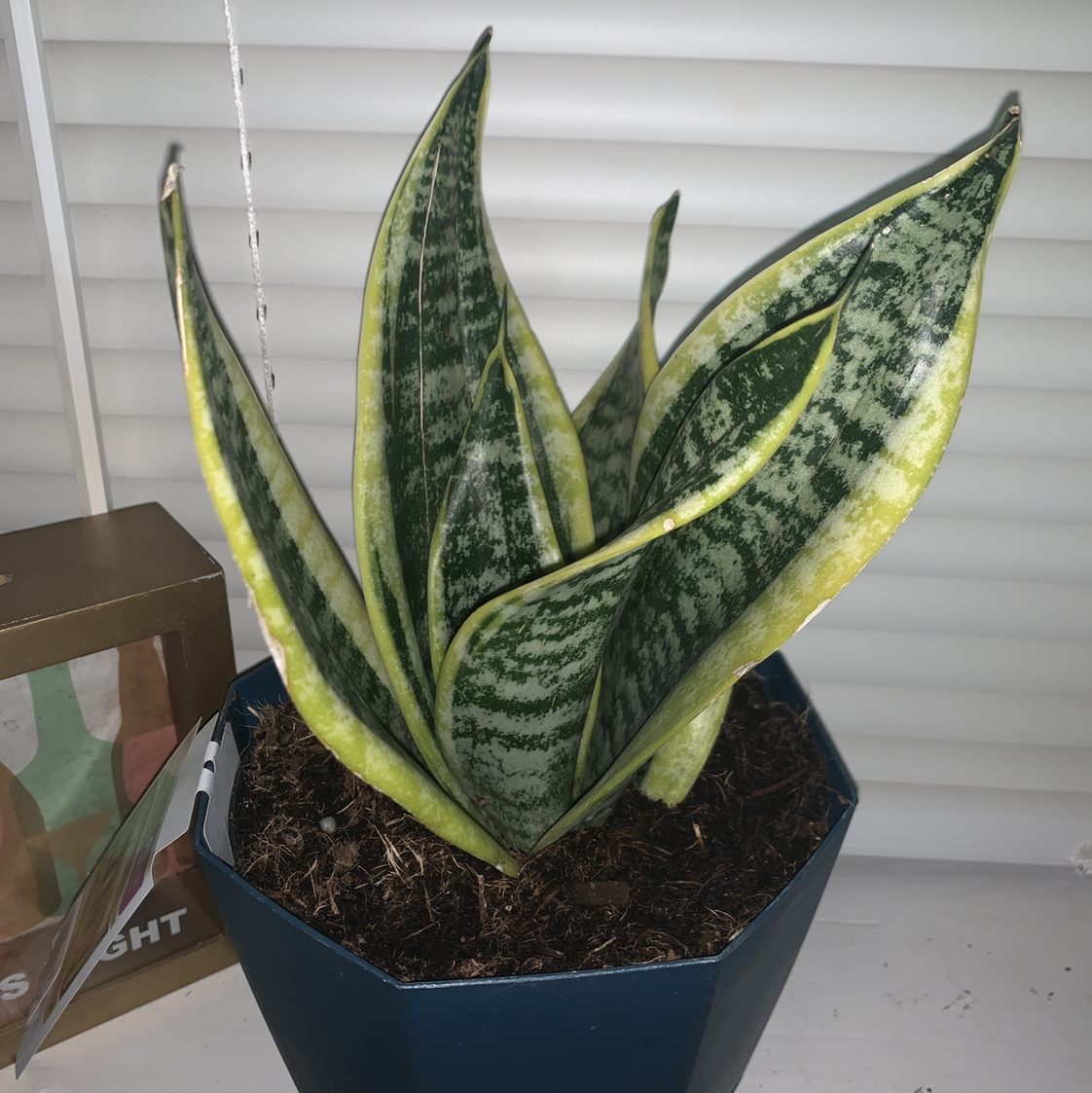 Bird's Nest Snake Plant in a blue pot with some yellowing on the leaf edges.