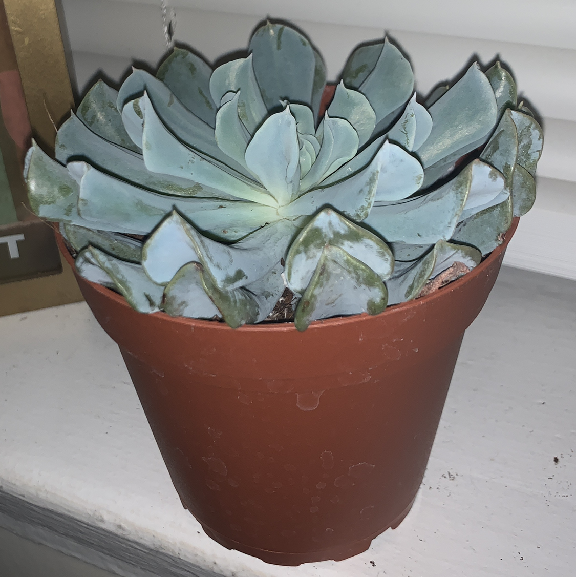 Potted Echeveria 'Topsy Turvy' succulent with some browning on leaf tips.